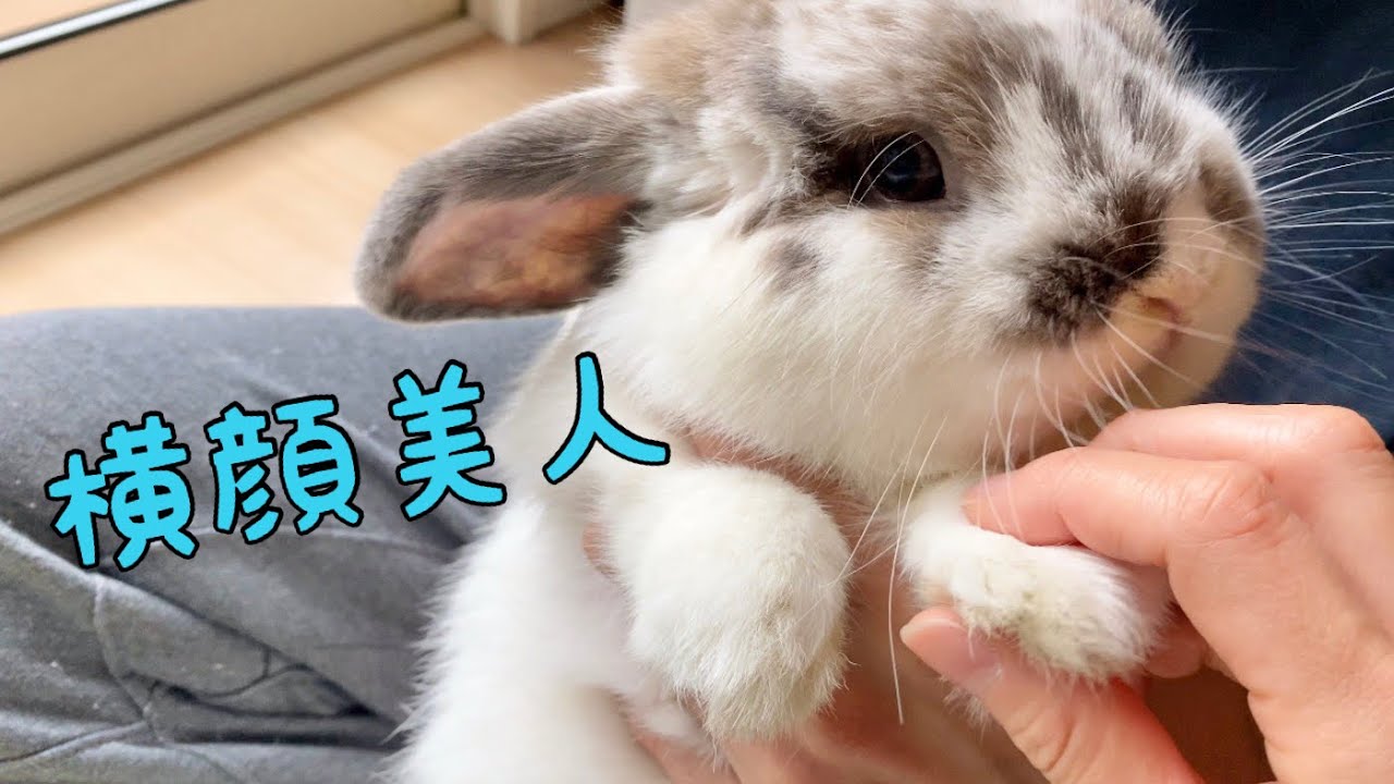 うさぎは横顔と正面で印象が違うらしい【No.150】Cute rabbit. - YouTube