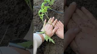 Planting Tomatoes in My Zone 8b Garden | Roma, Cherry & Ace Varieties