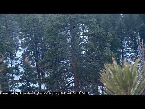 BAEA In Roost Tree BAEA Fly By And On Snag Late Solo Visit Jackie January 8 2022