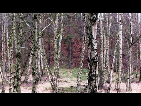 Silver Birch Trees