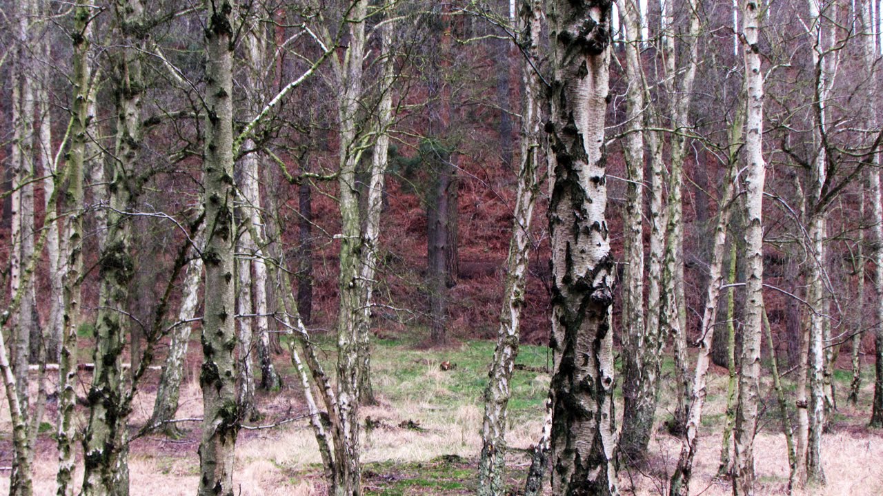 Silver Birch Trees Youtube