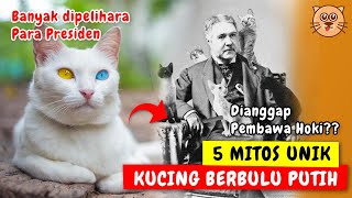 5 MITOS KUCING PUTIH KUCING PEMBAWA HOKI ?? | CERITA MISTERI KUCING PUTIH MISTERI WARNA BULU KUCING