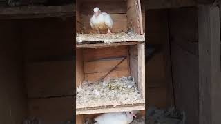 babys pigeons ?pigeon highflyingpigeons kabootar homingpigeons bird viralshorts