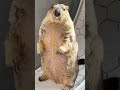 Emptiness. That is the marmot. #marmot #shorts