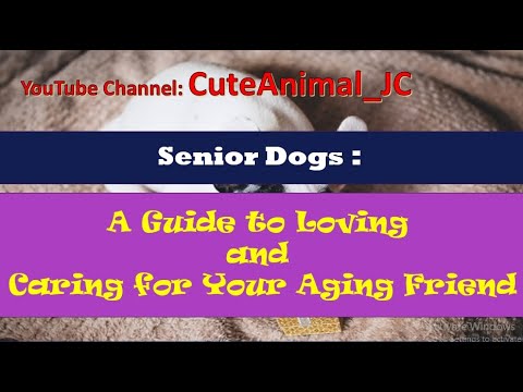 Senior Dogs: A Guide to Loving and Caring for Your Aging Friend