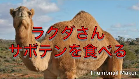 Download ラクダ かわいい Mp4 Mp3