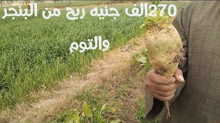 طريقه زراعه البنجر ومعلومات مهمه عن زراعه البنجر وازاي تعمل منه السكر وازاي تبيعه وتكسب منه🌱