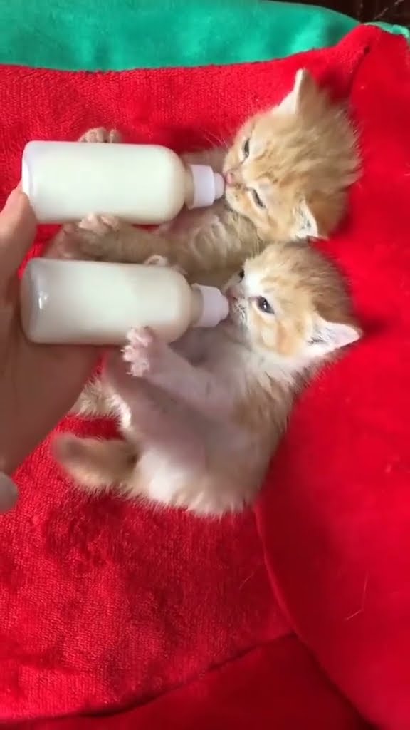 2 bébé chaton très mignon ♥️ ♥️ ♥️ ♥️ ♥️ ♥️ ♥️