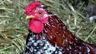 Farm City Multimedia Contest 2017 - Bailey Robinson Wealth