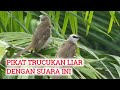 Suara burung trucukan pikat - suara trucukan ribut