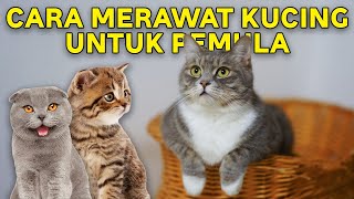 Cara Merawat Kucing untuk Pemula, Apa yang Harus Dilakukan Pertama Kali? by Kucing Meong 1,979 views 10 months ago 4 minutes, 47 seconds