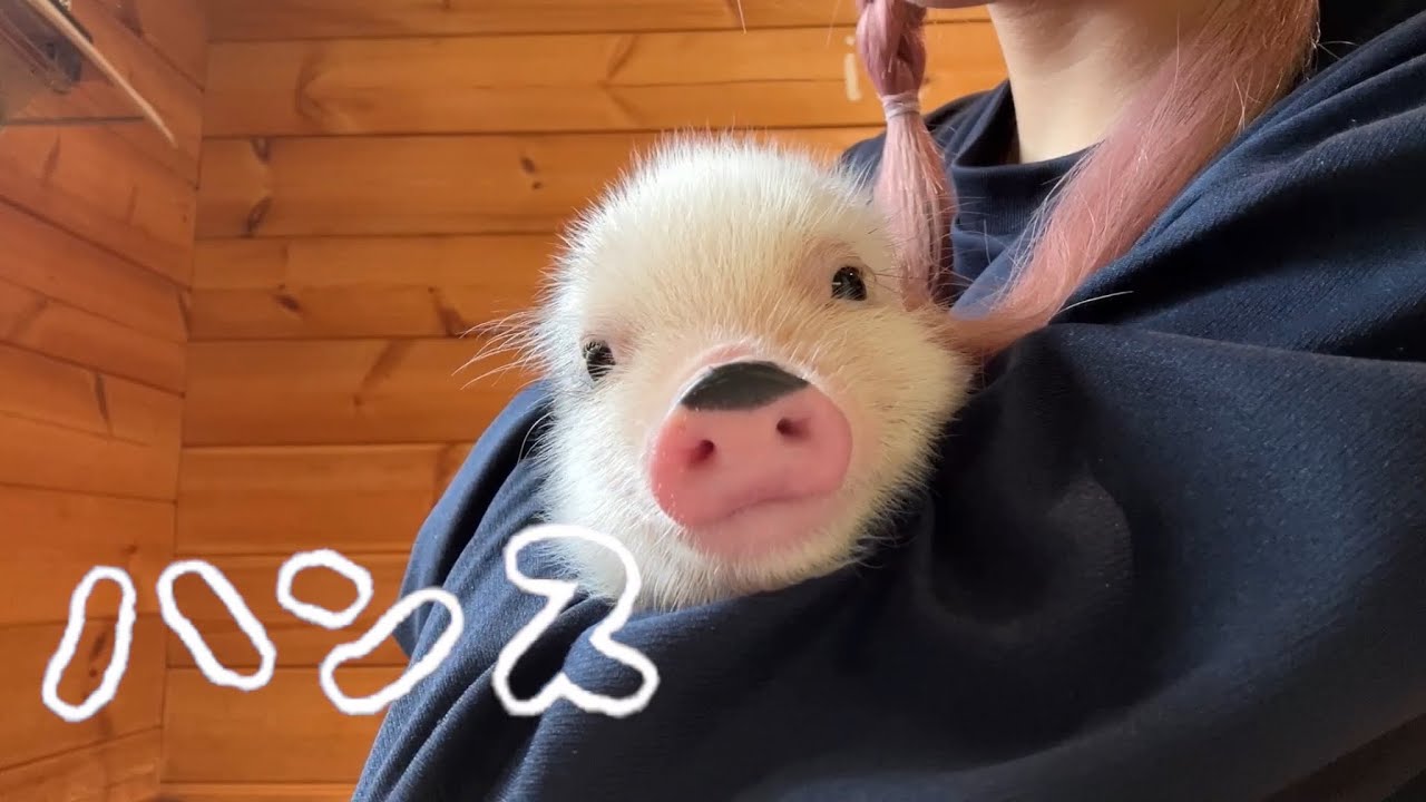 pigちゃん紹介動画 〜ハンス Hans〜 - YouTube