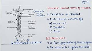 @ Neuron types/classification/Structure @Cartilage types/ Function Notes/ Answer