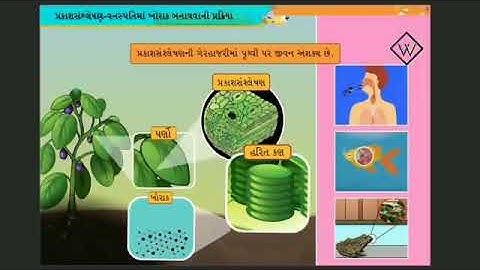 std 7 science | chapter 1 | vanspati ma poshan | dhoran 7 vigyan | એકમ 1 | વનસ્પતીમાં પોષણ | sem 1