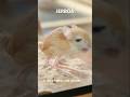 The Jerboa: The Kangaroo-Mouse of the Mongolian Desert!