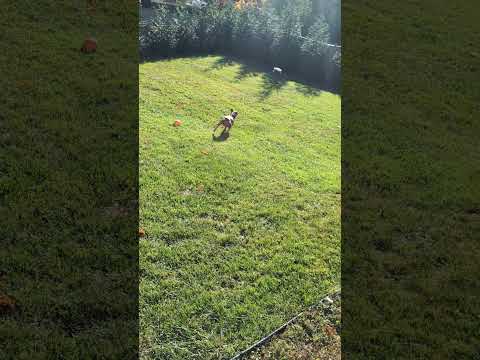 Watch Honey run!