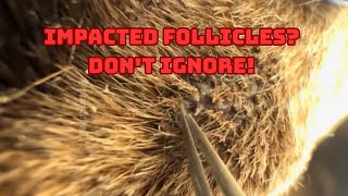 Signs of Impacted Hair Follicles in Dogs You Should NEVER Ignore!