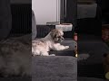Leo’s Morning Play Time