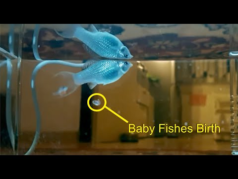 Molly Fish Giving Birth caught on Camera | KABEER MEDIA