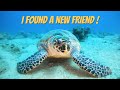 Diving with sea turtle | צלילה עם צב ים באילת