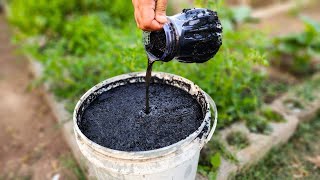 This black liquid gold will make your soil living & you will harvest buckets of fruits