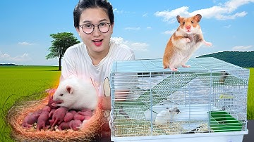 Changcady và em bé chuột mới sinh, làm nhà mới cho mẹ con nhà chuột