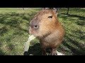 We Met Exotic & Endangered Animals At Amazing Animals! | Capybara, Tortise ASMR & More!
