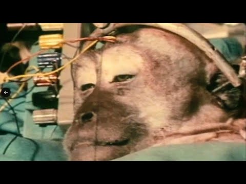 Monkey Head Transplant