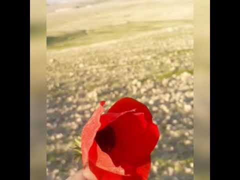 كنت اسير الحيرة احمل قلبا تاه