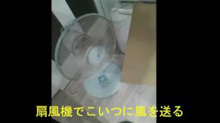 ポケモンgo たまご自動ふ化 扇風機ｘ振り子法 やってみた Youtube