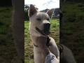 猟犬（ラッキー） #田舎暮らし #狩猟 #猟犬 #dog