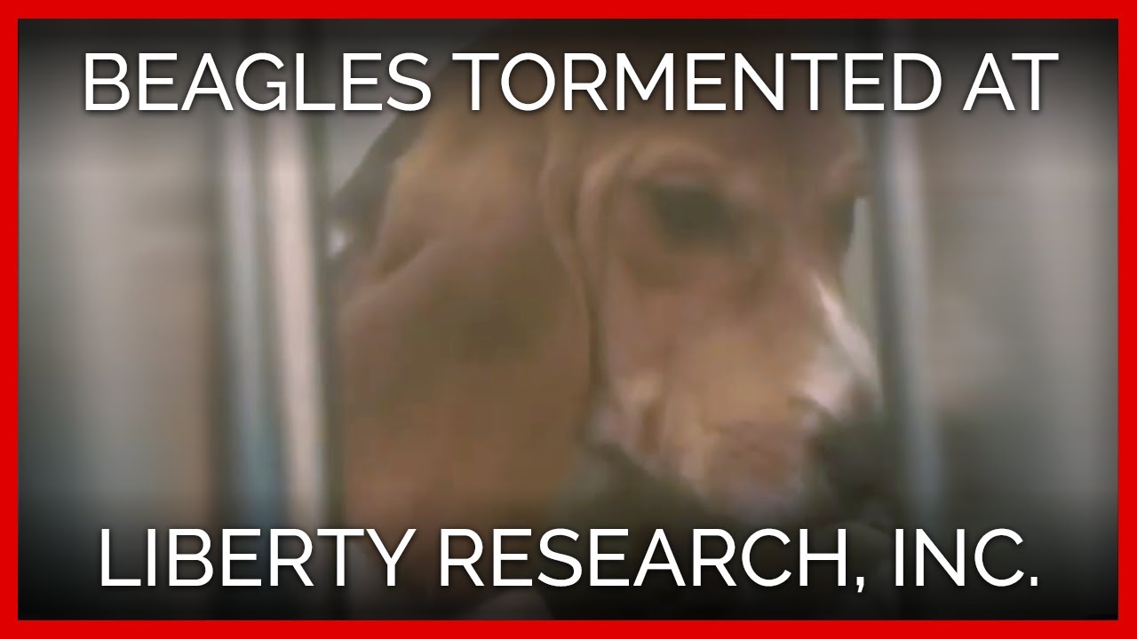 vegan recipes easy These beagles were tormented by Liberty Research, Inc.