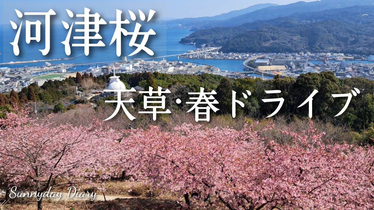 天草の河津桜🌸(26/2/22)｜ひと足早い春ドライブ
