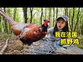 在法国抓野鸡,一个笼子一把鸟食就能成功,森林猎人就是我!| 山鸡 | 狩猎 | 户外 | 田园 | 法國 | 美食 |