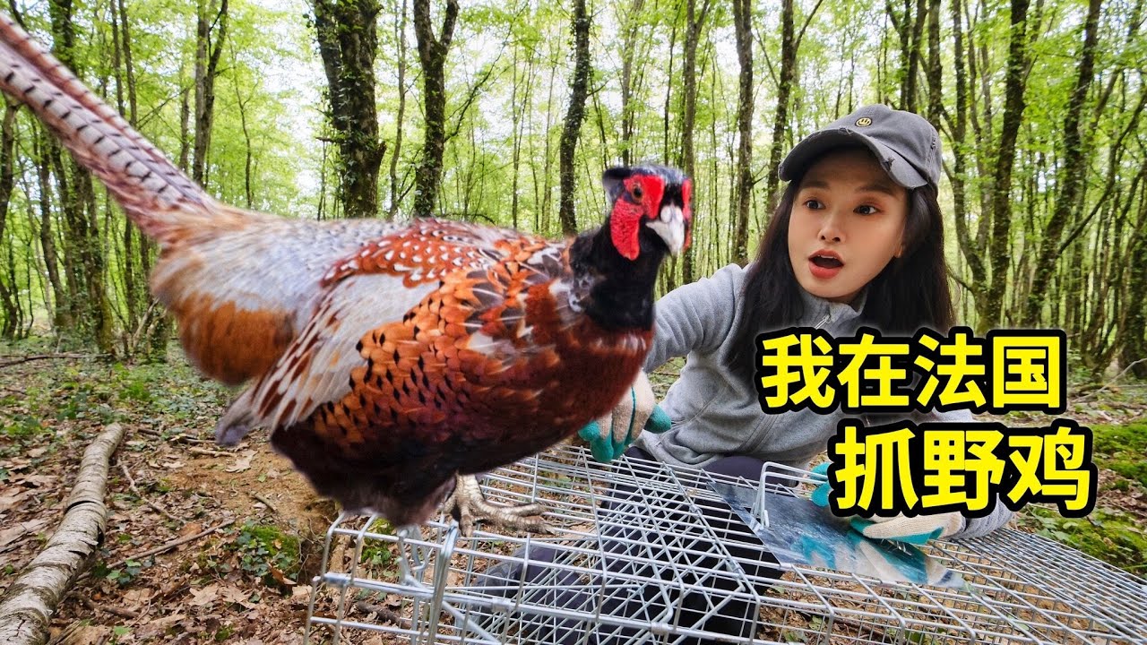 在法国抓野鸡，一个笼子一把鸟食就能成功，森林猎人就是我!| 山鸡 | 狩猎 | 户外 | 田园 | 法國 | 美食 |