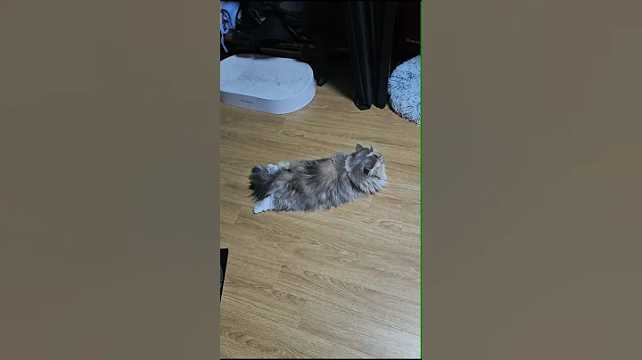 Watch the video about #cat #munchkinfold #cute #munchikin #kitten #munchkin #pets #animals #cutecat #munchkincat