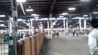 BigE 2012 Llama Show at the Mallary  Building West Springfield, Massachusetts 092912135521.3gp