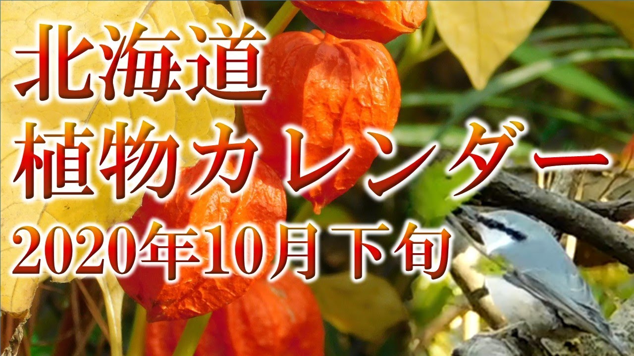 北海道 植物カレンダー年10月下旬 Youtube