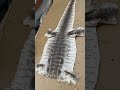 レッドテグー。頭骨+全身の骨+革のご依頼でした。ペットとして飼育されていた個体が亡くなりご依頼いただきました。#いのししの人 #骨格標本 #skelton