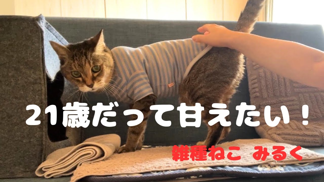 ねこ  My 21-Year-Old Mixed-Breed Cat Keeps Calling for Me Because She