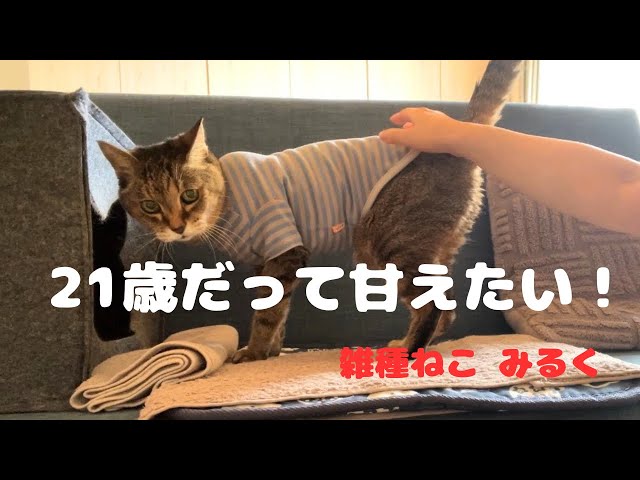 My 21-Year-Old Mixed-Breed Cat Keeps Calling for Me Because She