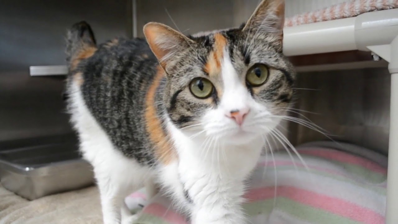 free-cat-adoptions-from-crtw-481-youtube