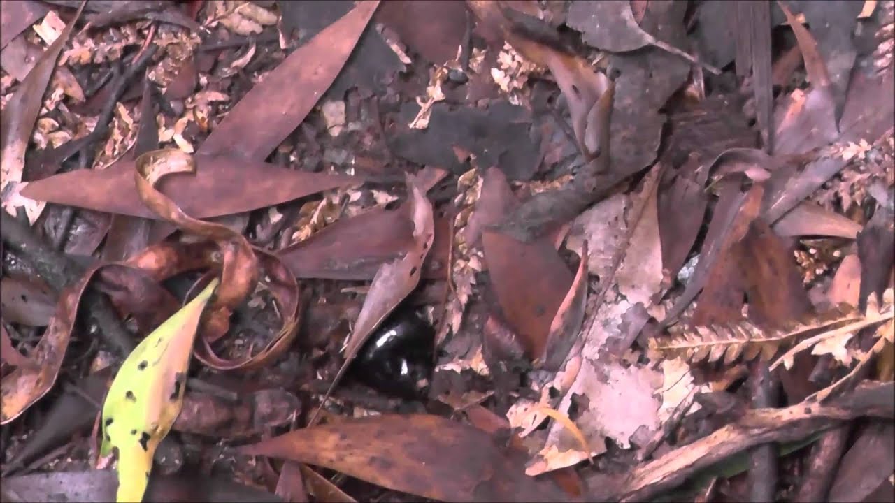 YOWIE SEARCH VICTORIA The Search Begins