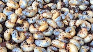 森にはカブトムシの幼虫が大量にいるよ、簡単で確実に探す方法!!