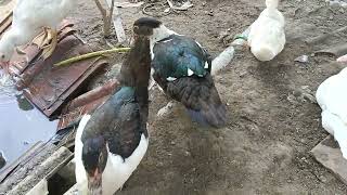 Perbedaan Entok Jantan Dan Betina Umur 3 Bulan