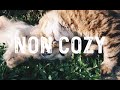 Ahimitsuadventures non cozy