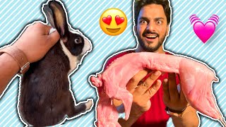 Alhamdulillah Khargoshzibah Kar K Roast Bna Lia Mishkat Khan The Fun Fin