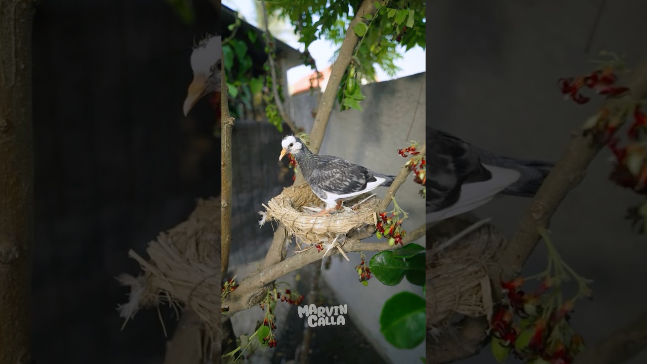 nemu anak burung dipohon