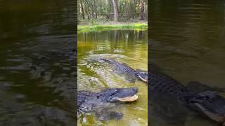 Gator Feeding Fail