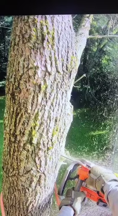cutting-down-a-branch-youtube